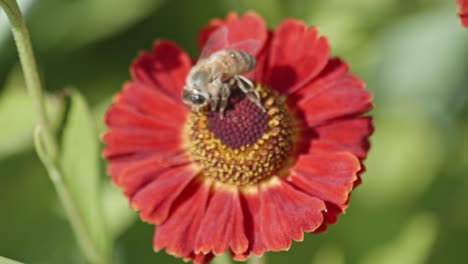 Primer-Plano-De-Una-Abeja-Dentro-De-Los-Pistilos-De-Una-Gerbera-Roja