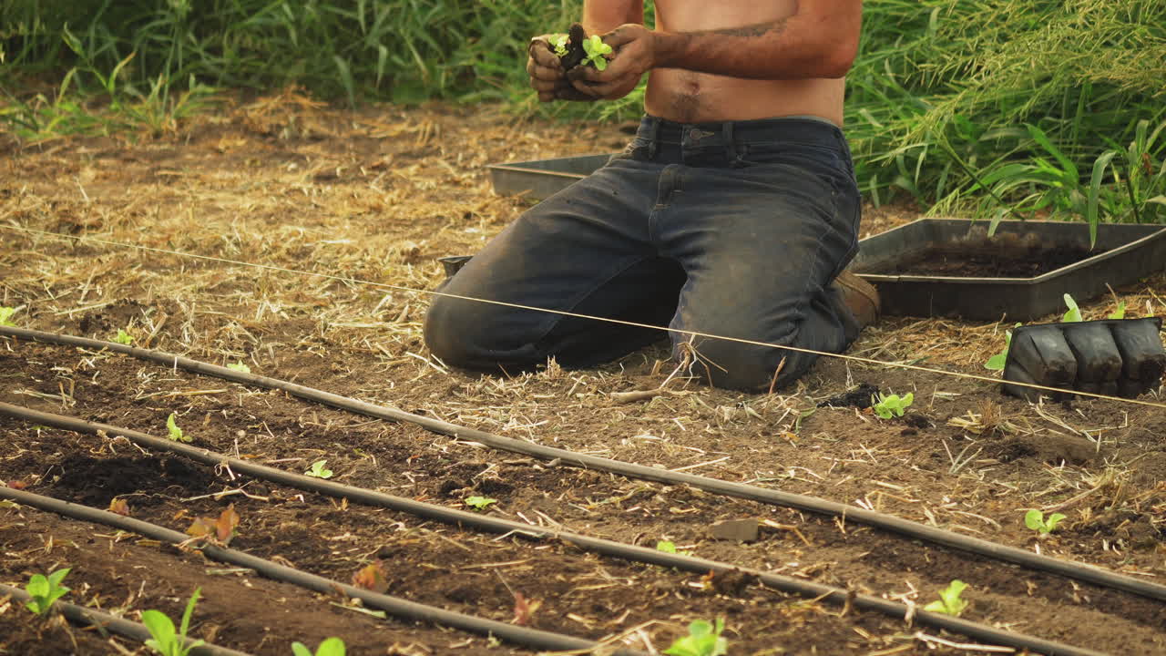 agricultor orgánico usando sus manos para separar el cultivo de lechuga y plantarlo en tierra sucia