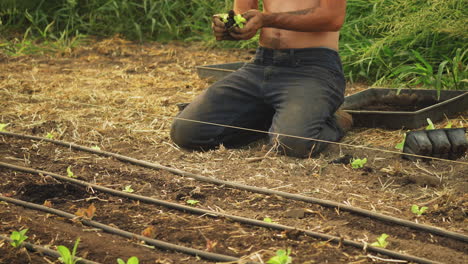 organic male farmer using his hands to separate the lettuce crop and planting them in dirt soil