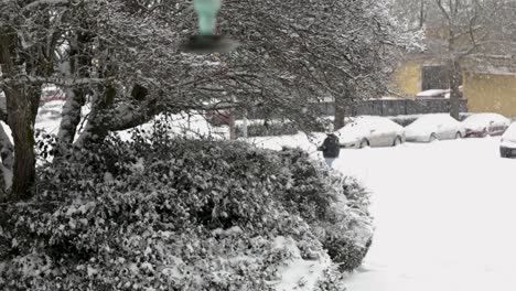 Wide-shot-of-person-takes-Golden-Retriever-dog-for-a-walk-during-snowflakes-falling-from-the-sky-in-winter