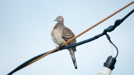 Zebrataube-Oder-Gesperrte-Taube,-Die-Auf-Elektrischem-Draht-Mit-Leichtem-Bauch-Gegen-Den-Himmel-Geputzt-Wird