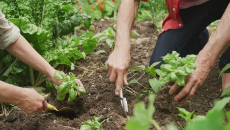 pareja caucásica mayor cosechando y trabajando juntos en el jardín