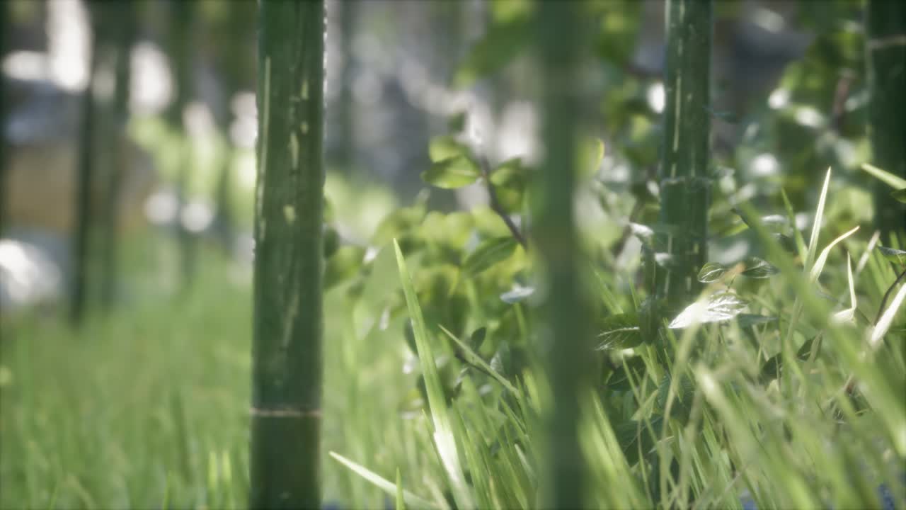 초록색 대나무 숲 배경