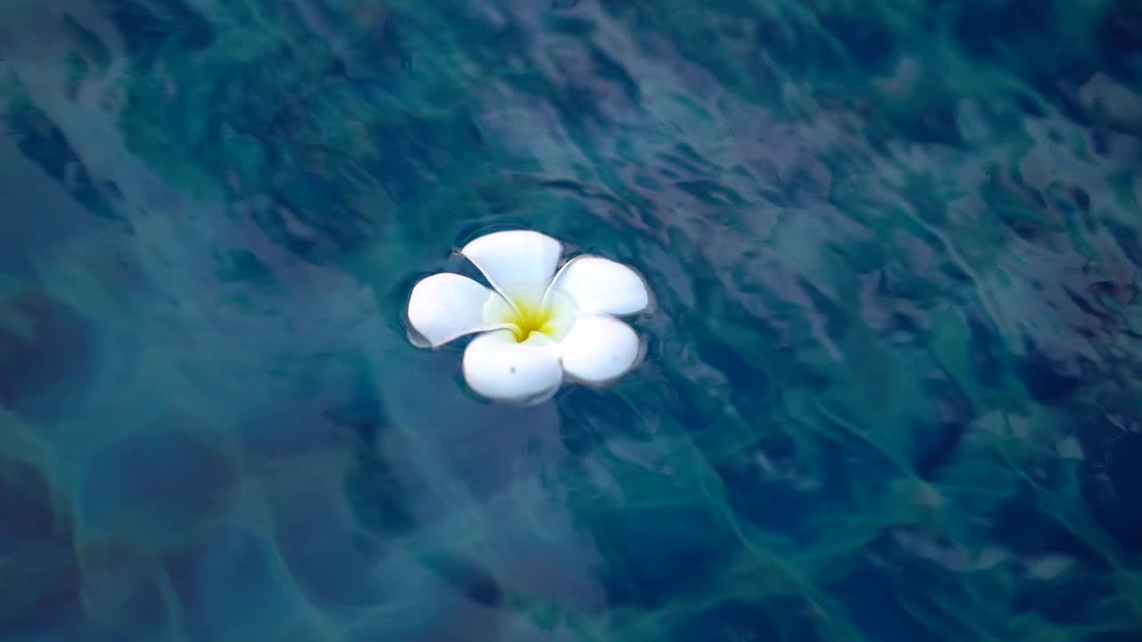 White flower floating in the pool close up