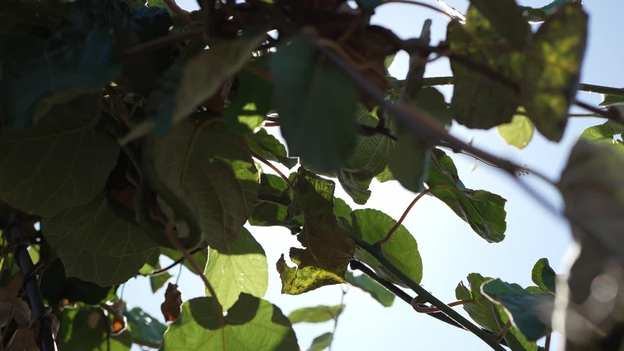 Sunlight shining through lush green leaves on a clear day with a blue sky