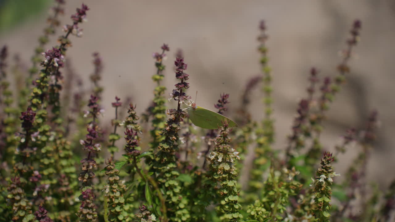 Delicata falena lunare che riposa sul fogliame profumato del basilico sacro Tulsi alla luce del sole mattutino, inquadratura ampia.