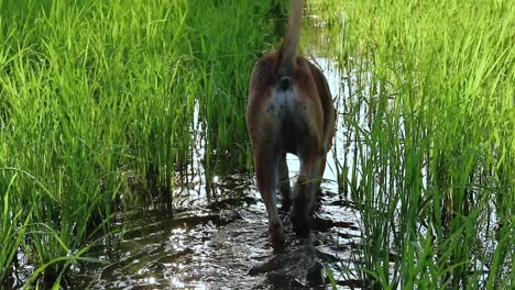un lindo perro khmer caminando sobre un arrozal lleno de agua durante la madrugada en el campo de camboya