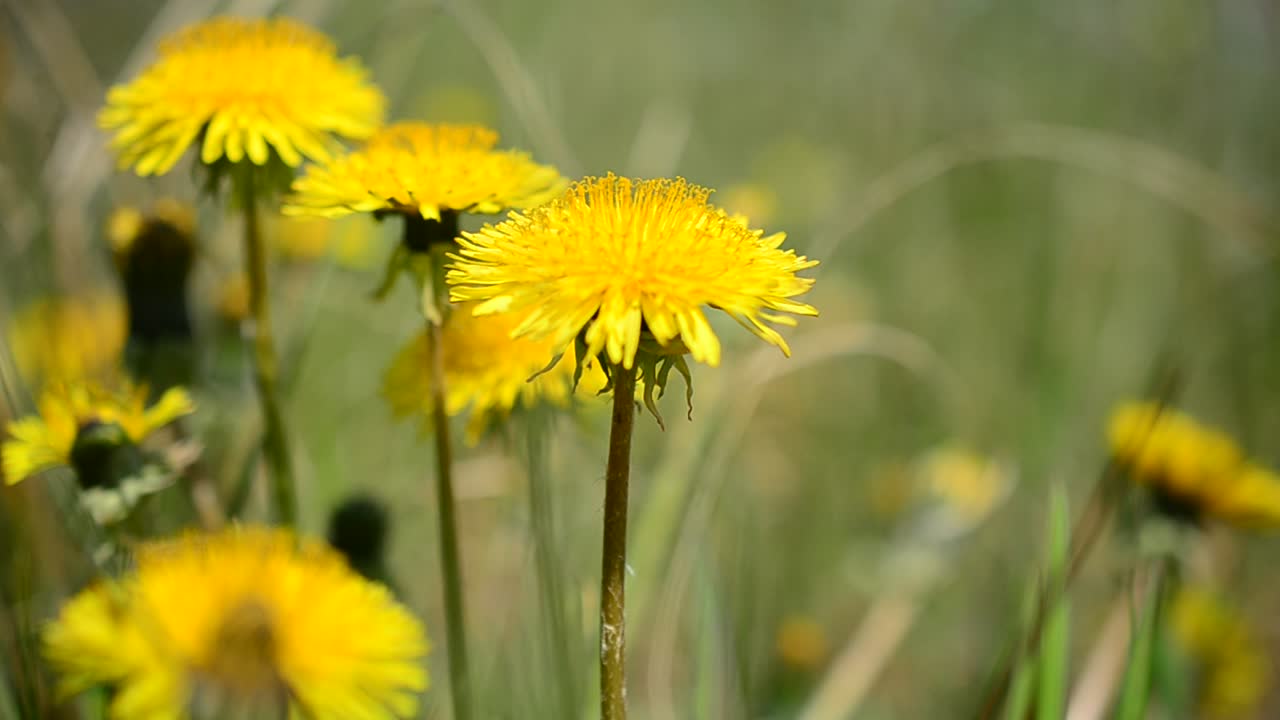 Fotografie van paardenbloemen in de lente