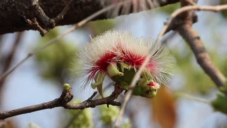 beautiful careya flower in forest area