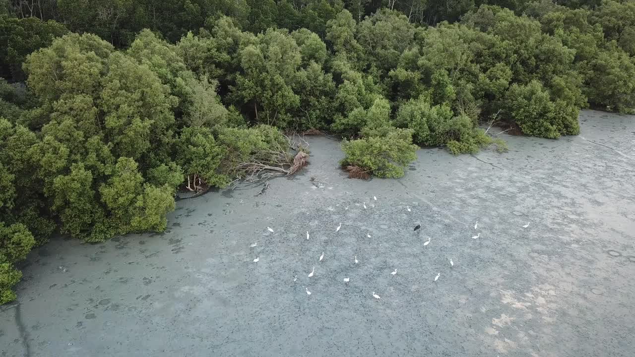las garzas de vista aérea y el pico abierto asiático caminan por el pantano en busca de comida.