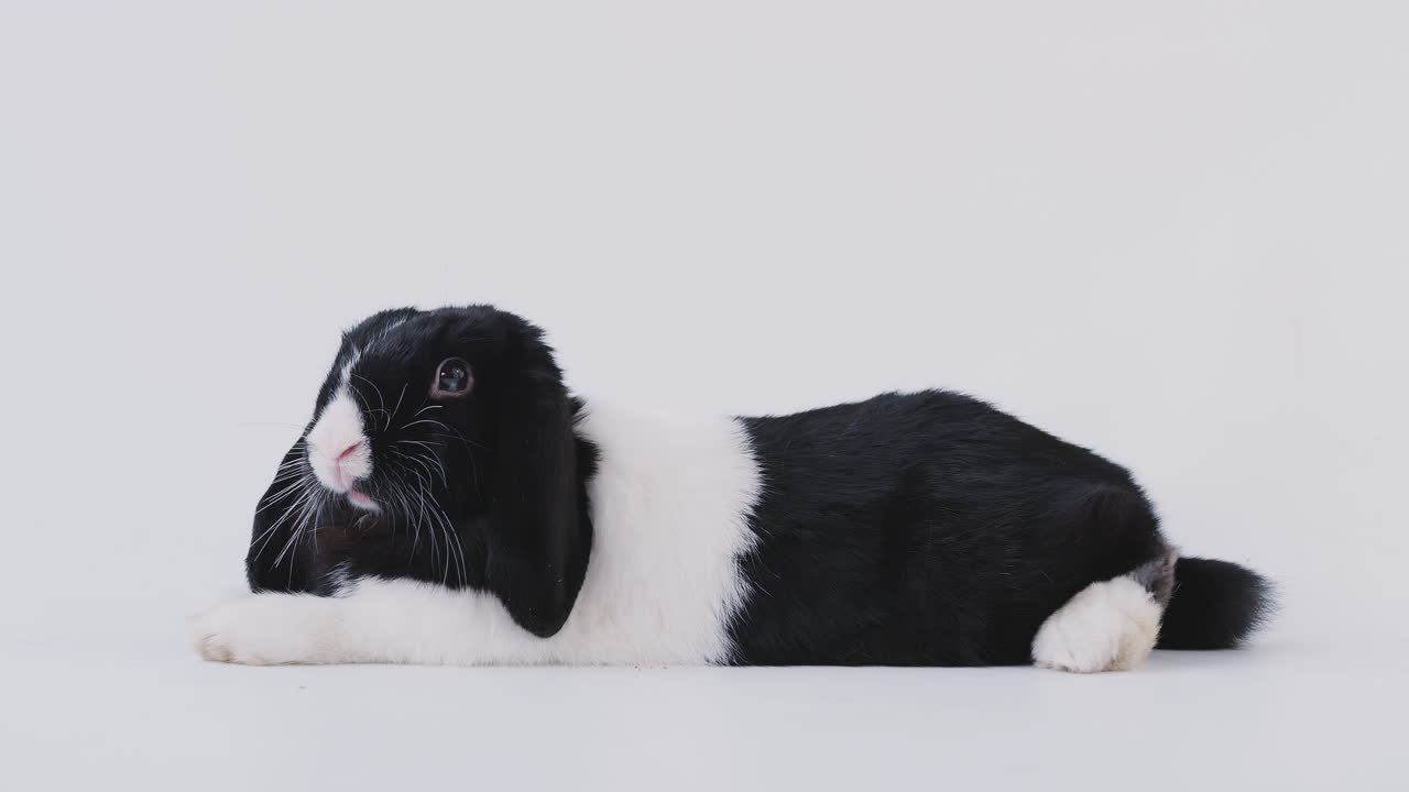 ⁇  배경 에 누워 있는 소형 검은색 과  ⁇ 색 플롭 귀 토끼 의 스튜디오 초상화