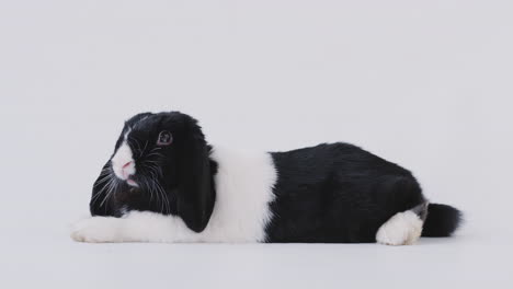 studio portrait of miniature black and white flop eared rabbit lying on white background