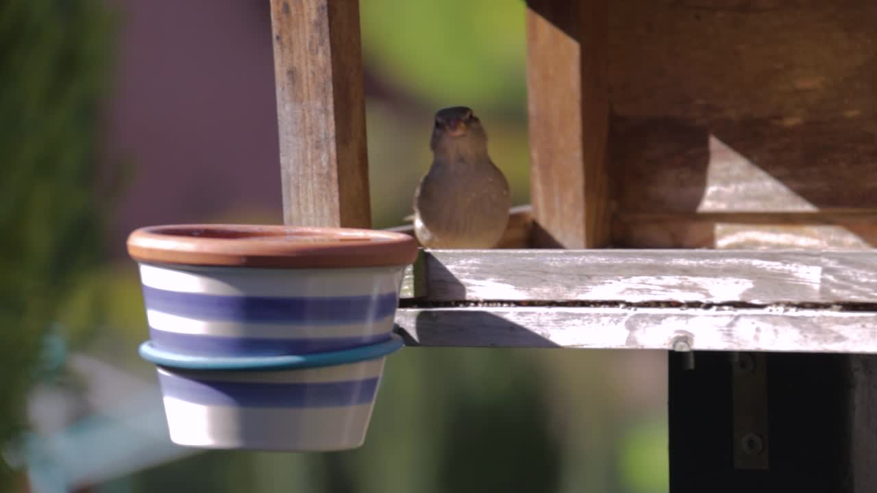 pequeño pájaro bebiendo agua en el refugio y volando lejos en cámara lenta