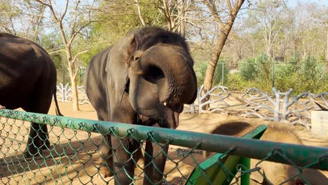 Cerca-De-Un-Elefante-Indio-Confinado-Rascándose-El-Ojo-Con-Su-Trompa