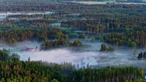fog rising from pine forest, aerial drone view