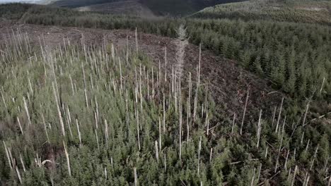 heavily managed evergreen forest, recent clear cut harvesting and replanting, aerial