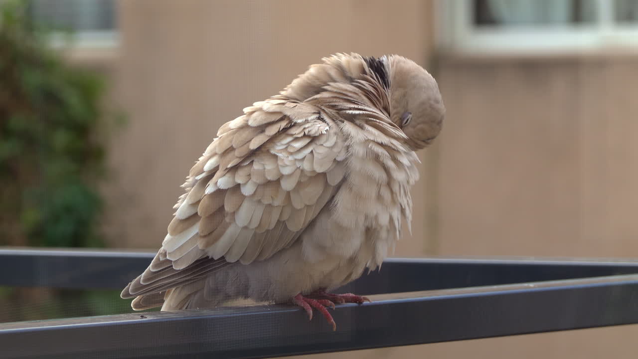Close up of a fluffy dove sitting on a grey railing with a blurred background