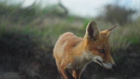 primer plano extremo de un zorro olfateando el aire y mirando a la cámara antes de alejarse, cámara lenta