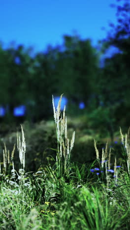 serene summer meadow with tall grasses