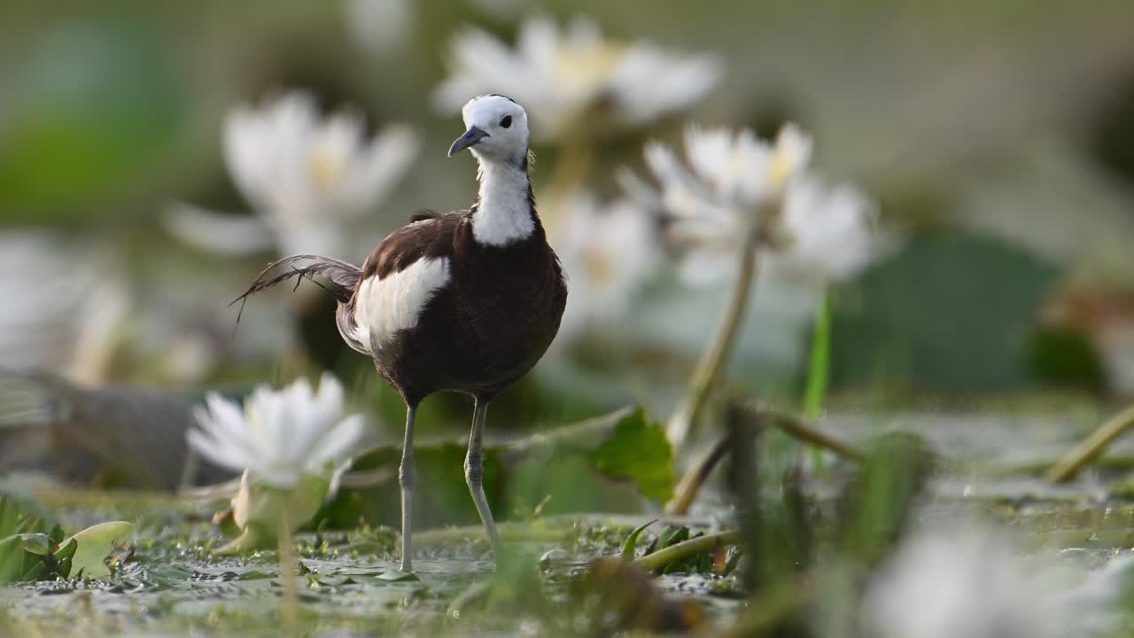 jacana de cola de faisán en el área de humedales por la mañana