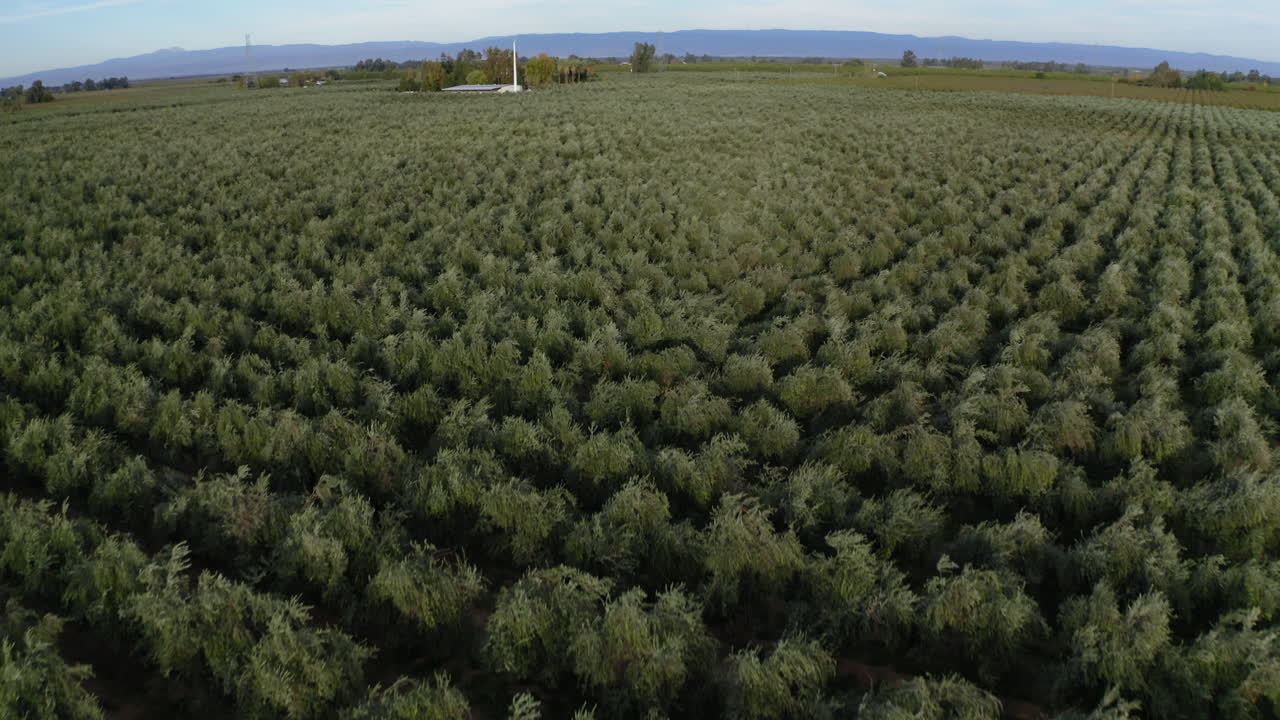 Aerial View of a Vast Agricultural Field with Rows of Crops