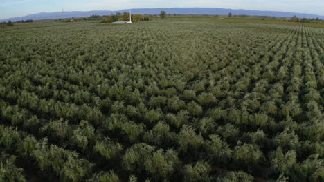 aerial view of a vast agricultural field with rows of crops