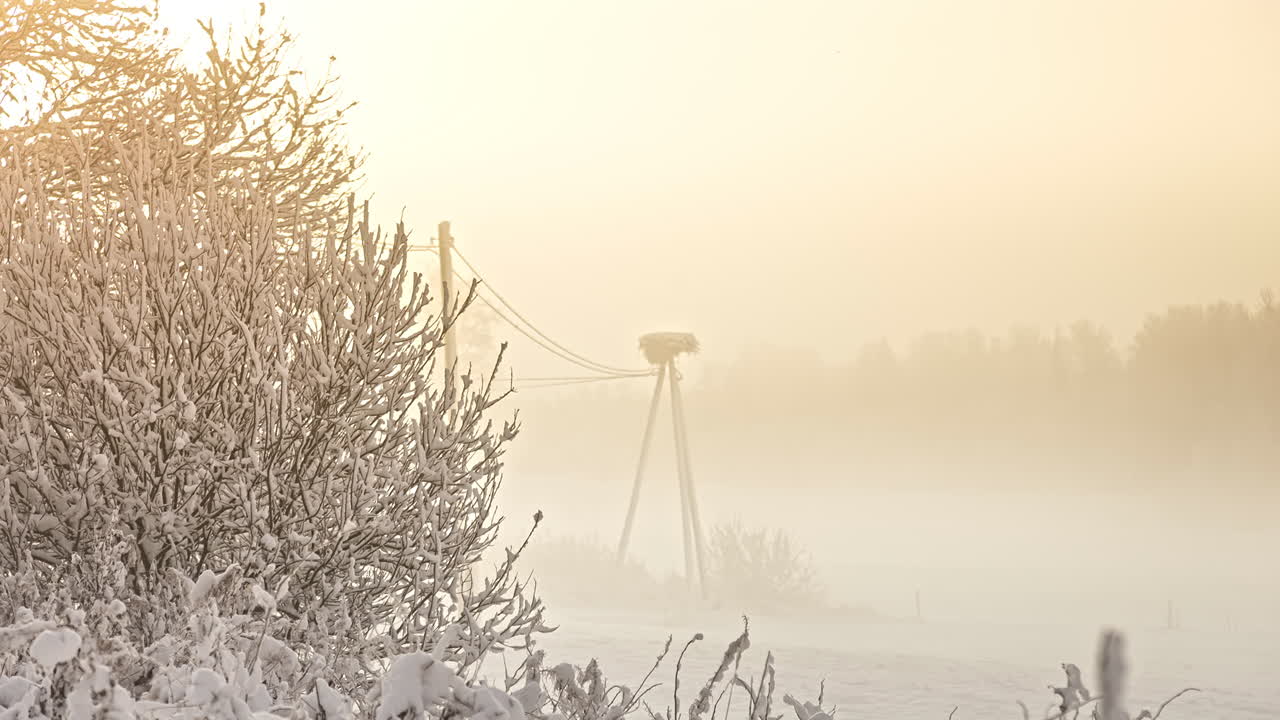 snow Blizzard blows over a wild meadow and power poles on northern fields