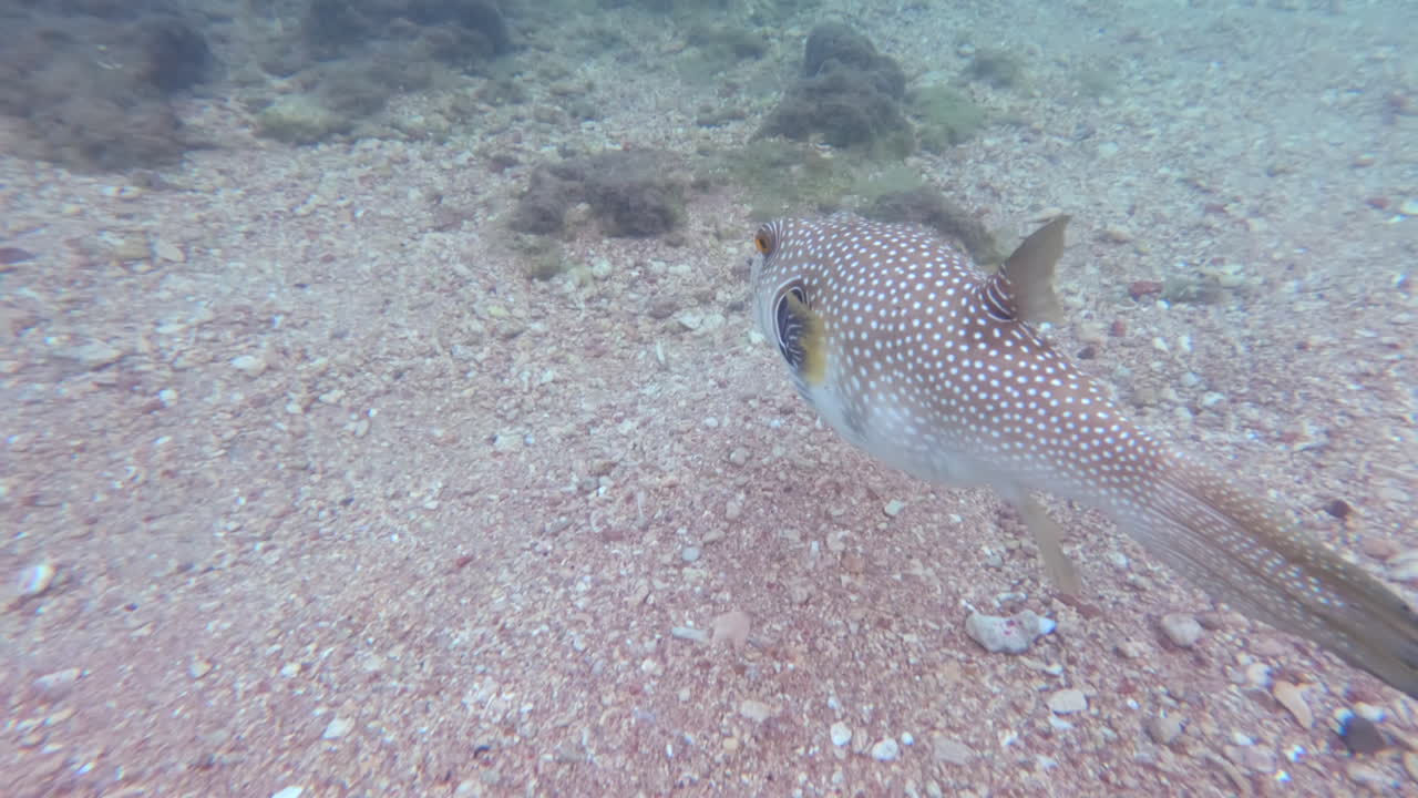 Close up of a White-spotted puffer fish eating and swimming in the red sea