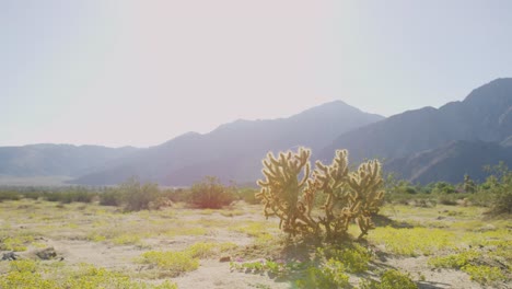 slow dolly shot of a cactus surrounded by sand and mountains on a bright sunny day