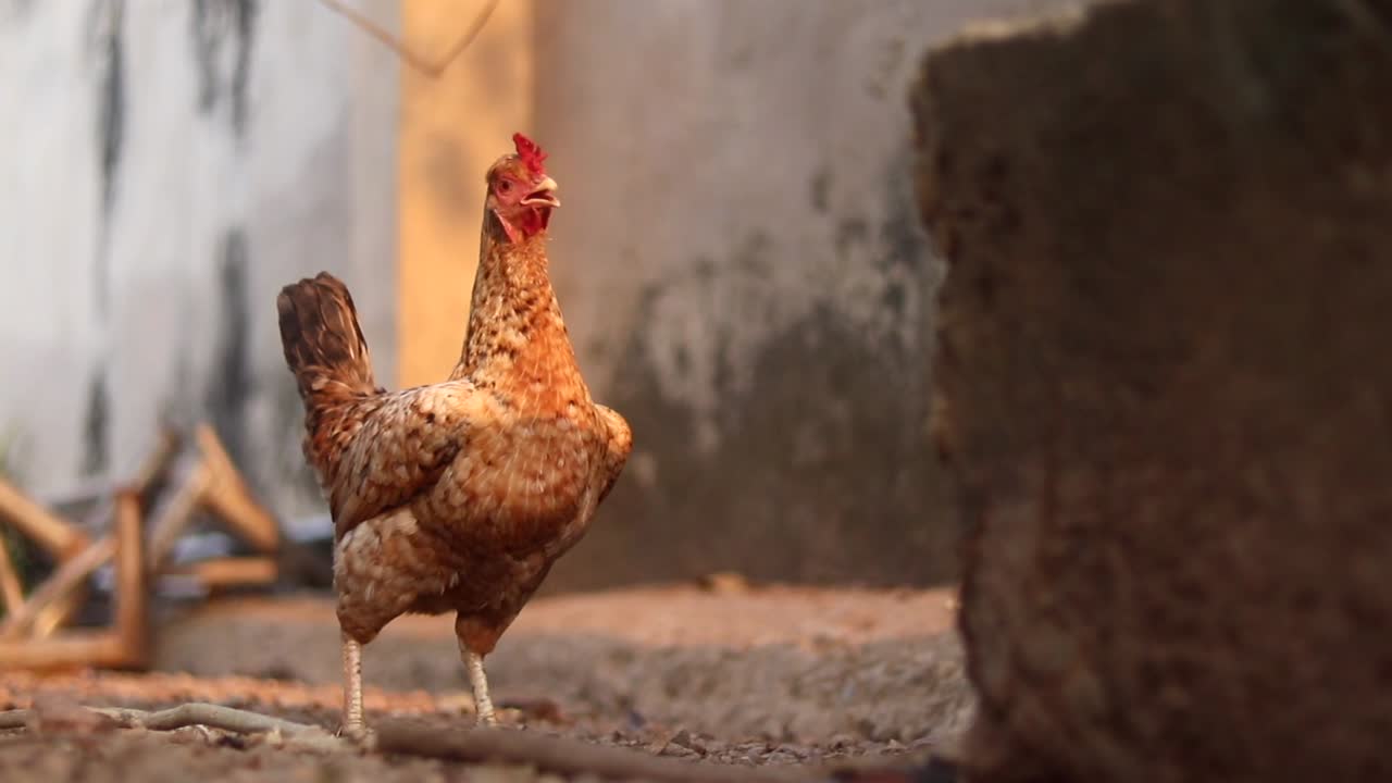 Small red chicken roaming on a free range poultry farm