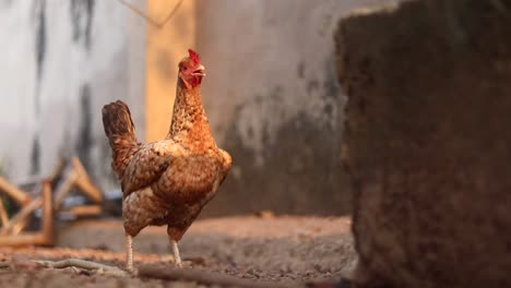 small red chicken roaming on a free range poultry farm