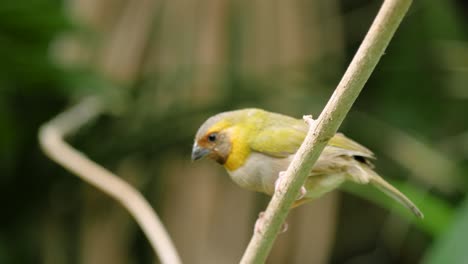 Close-up-shot-of-cute-small-yellow-cuban-grassquit-on-branch