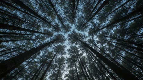 a serene canopy: capturing the majestic view of towering trees reaching towards the sky in a tranquil forest setting