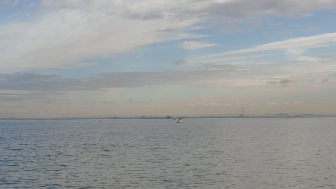 바다 위로 날아가는 갈매기 - 해안선 일몰 시간