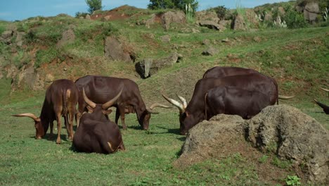 Ankole-Watusi-01