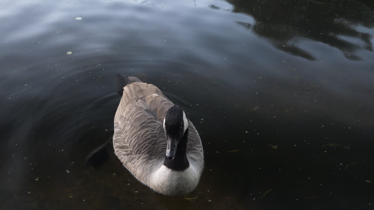 Primo piano di un'oca del Canada che galleggia sulla superficie di uno stagno per anatre, Londra, Inghilterra