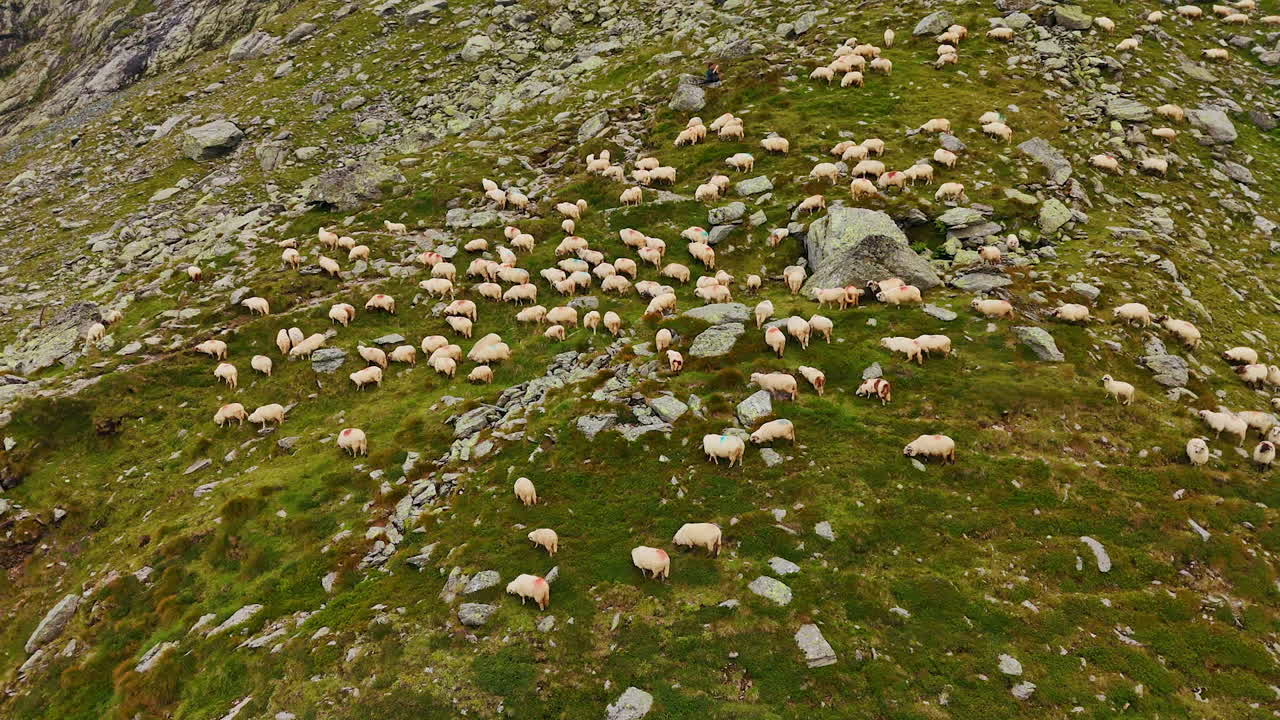 Grande gruppo di bestiame che vaga lungo il paesaggio roccioso. Soffici pecore bianche al pascolo sul pendio verde della montagna. Vista aerea