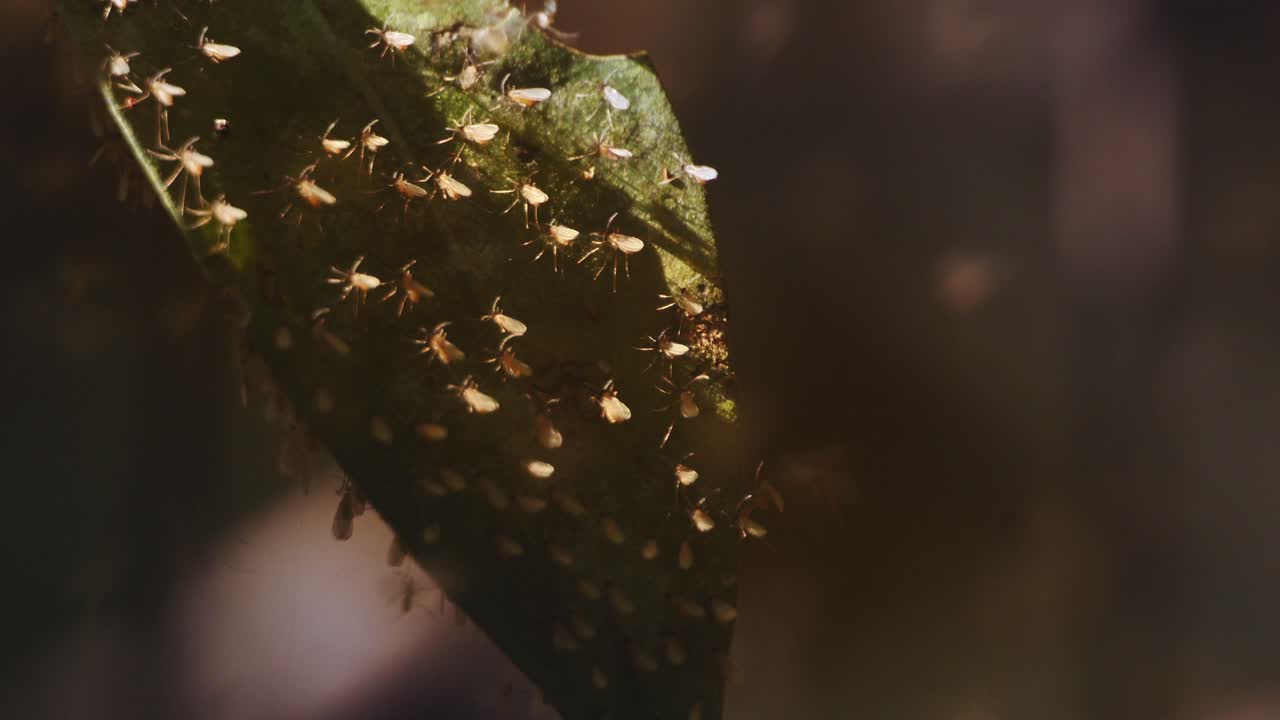enjambre de mosquitos voladores lutzomyia, enfermedad de leishmaniasis que causa insectos peligrosos
