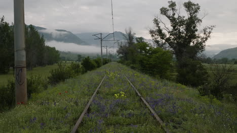 wildflowers growing on old railroad near atskuri in samtskhe-javakheti, georgia