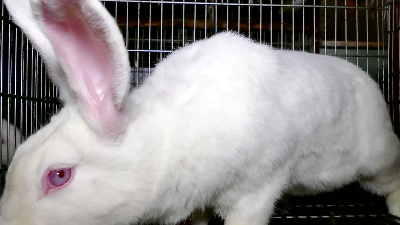 케이지 에 있는 농장 에 있는 아름다운 토끼 들