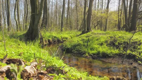 established shot of mother earth calming footage of natural forest