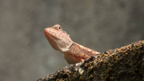 Lagarto-Esperando-Palanca-Para-Comer