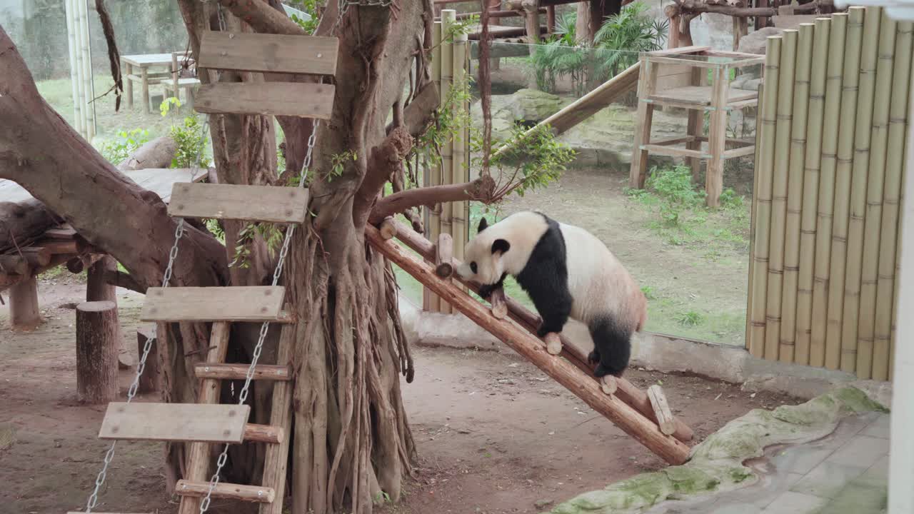 Statický široký záběr pandy velké šplhající se po dřevěné kládové rampě ve výběhu zoo s řetězovými houpačkami, bambusovým oplocením a stromovými konstrukcemi, klidná denní atmosféra.