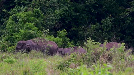 The-Asiatic-Elephants-are-endangered-species-and-they-are-also-residents-of-Thailand