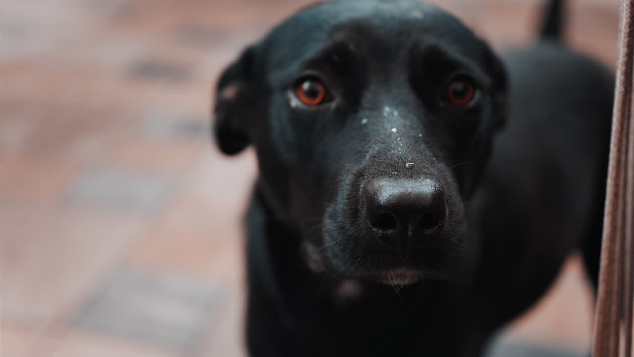 Close up of a black dog's expressive eyes and face