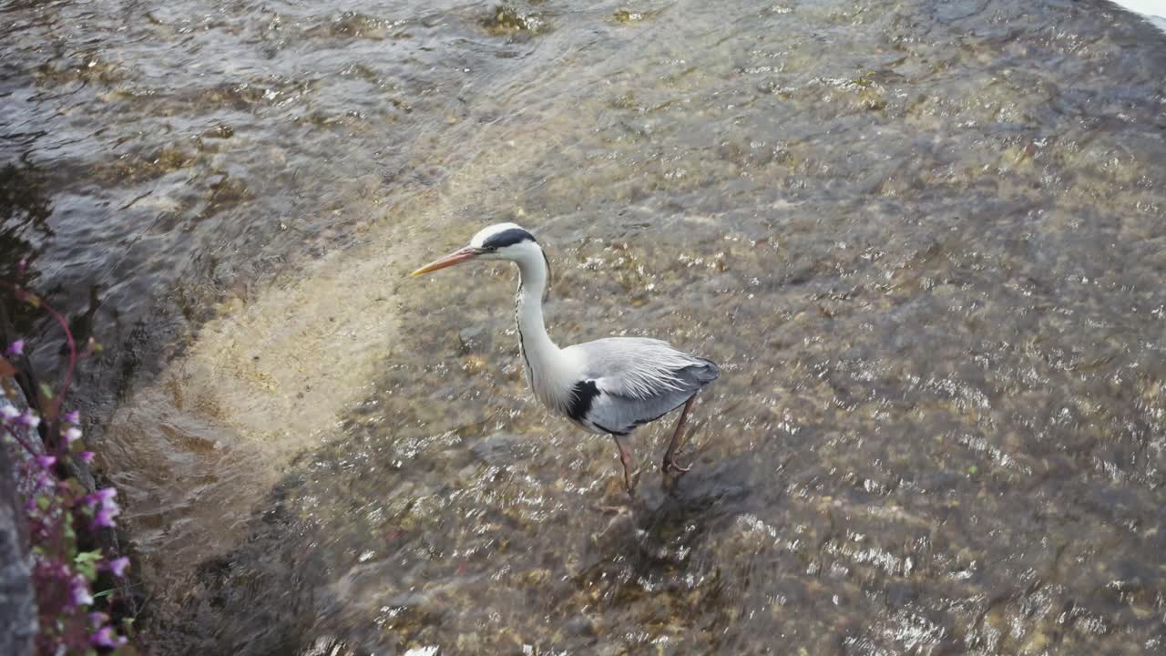 Video of grey heron gracefully standing in the flowing waters of the Kamo River in Kyoto, Japan, blending serene wildlife with the tranquil beauty of its natural habitat.