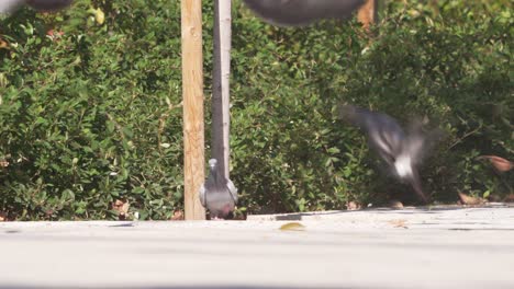 close-up-detail-shot-of-flock-of-pigeons-eating-in-a-european-city-Madrid-during-a-sunny-day-fight-for-food-among-themselves-and-fly-away-in-fear-of-a-person