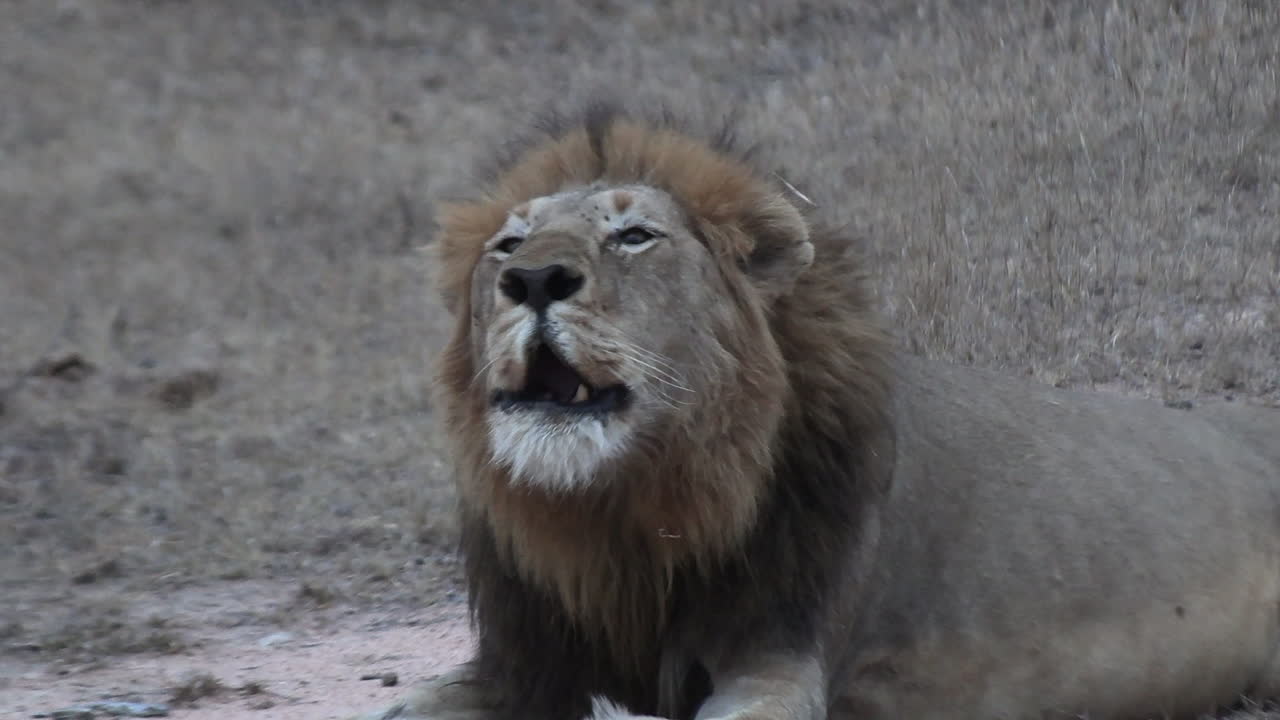 Powerful Roars of a Male Lion in Kruger Game Park's African Terrain
