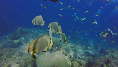 Taucher-Schwimmen-Mit-Verspielten-Fledermausfischen