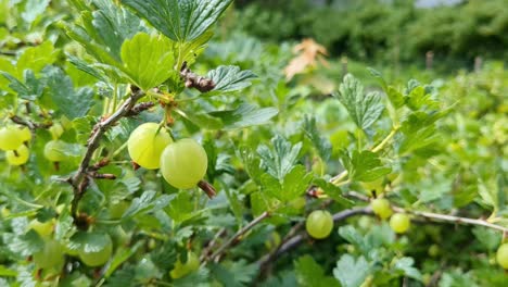 Green gooseberries growing in garden, berries garden detail, close up